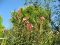 vignette Nerium oleander rose simple dbut de floraison  au02 06 09