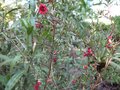 vignette leptospermum scoparium kiwi red au 02 06 09