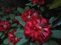 vignette Rhododendron Leo au 02 06 09