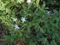 vignette Rhododendron Atlanticum parfum au 02 06 09