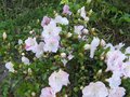 vignette Rhododendron Satsuki au 03 06 09