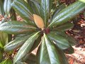 vignette Magnolia grandiflora Exmouth en boutons au 02 06 09