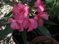 vignette Nerium oleander rose vif au 02 06 09