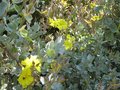 vignette Halimium atriplicifolium au 03 06 09