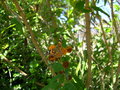 vignette papillon : Cynthia cardui sur Buddleja globosa, vanesse du chardon sur arbre aux papillons, belle-dame : papillon