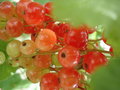 vignette Ribes rubrum (groseille)
