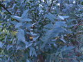 vignette eucalyptus parvifolia