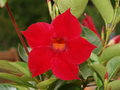 vignette dipladenia sundaville