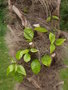 vignette trachelospermum asiaticum