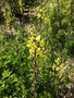 vignette Thermopsis lanceolata