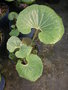 vignette Farfugium japonicum = Ligularia tussilaginea