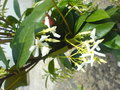 vignette trachylospermum jasminoides