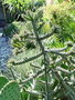 vignette Cylindropuntia imbricata - juin 2009 - http://exoticatolosa.e-monsite.com/