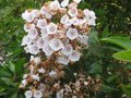 vignette Kalmia latifolia en fin de floraison au 04 06 09