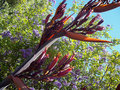 vignette Phormium Tenax 6 / détail de la fleur