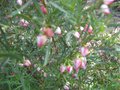vignette Boronia heterophylla en fin de floraison au 04 06 09