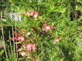 vignette Grevillea rosmarinifolia au 04 06 09