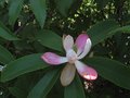 vignette Manglietia insignis fleur totalement ouverte vue1 au 04 06 09