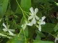 vignette Trachelospermum jasminoides au 04 06 09