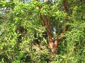 vignette Arbutus andrachnoides et son magnifique tronc au 04 06 09