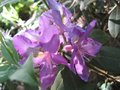 vignette Rhododendron Trichantum au 04 06 09