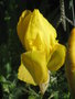 vignette Iris jaune
