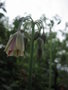 vignette Allium bulgaricum = Allium siculum = Nectaroscordum siculum