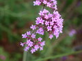 vignette verbena bonariensis