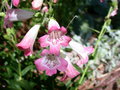 vignette penstemon 