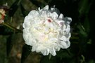 vignette Paeonia 'Couronne d'or'