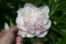 vignette Paeonia 'Lovely Louise'