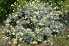 vignette Helichrysum italicum 'Kormo'