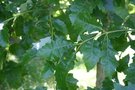 vignette Quercus bicolor
