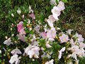 vignette Rhododendron Satsuki au 06 06 09