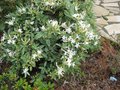 vignette Rhododendron Atlanticum parfum au 06 06 09
