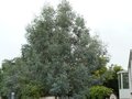 vignette Eucalyptus gunnii ssp. divaricata - Myrtaceae
