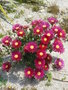 vignette Lampranthus 'Bordeaux'