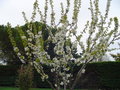 vignette Prunus avium (Bigarreau)