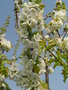 vignette Prunus avium (Bigarreau)