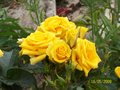 vignette Roses buisson jaunes
