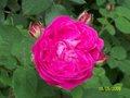 vignette Rosier buisson rose