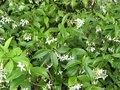 vignette Trachelospermum jasminoides au 07 06 09