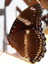 vignette Papillon (Hypolimnas bolina ssp. nerina mle)