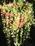 vignette Plectranthus prostratus