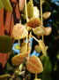 vignette Plectranthus prostratus