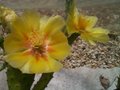 vignette Opuntia humifusa - Fleur