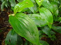 vignette POLYGONATUM desoulavyi v yezoense