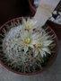 vignette Mammillaria Duwei