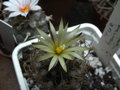 vignette Turbinicarpus krainzianus minimus