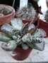 vignette Adromischus